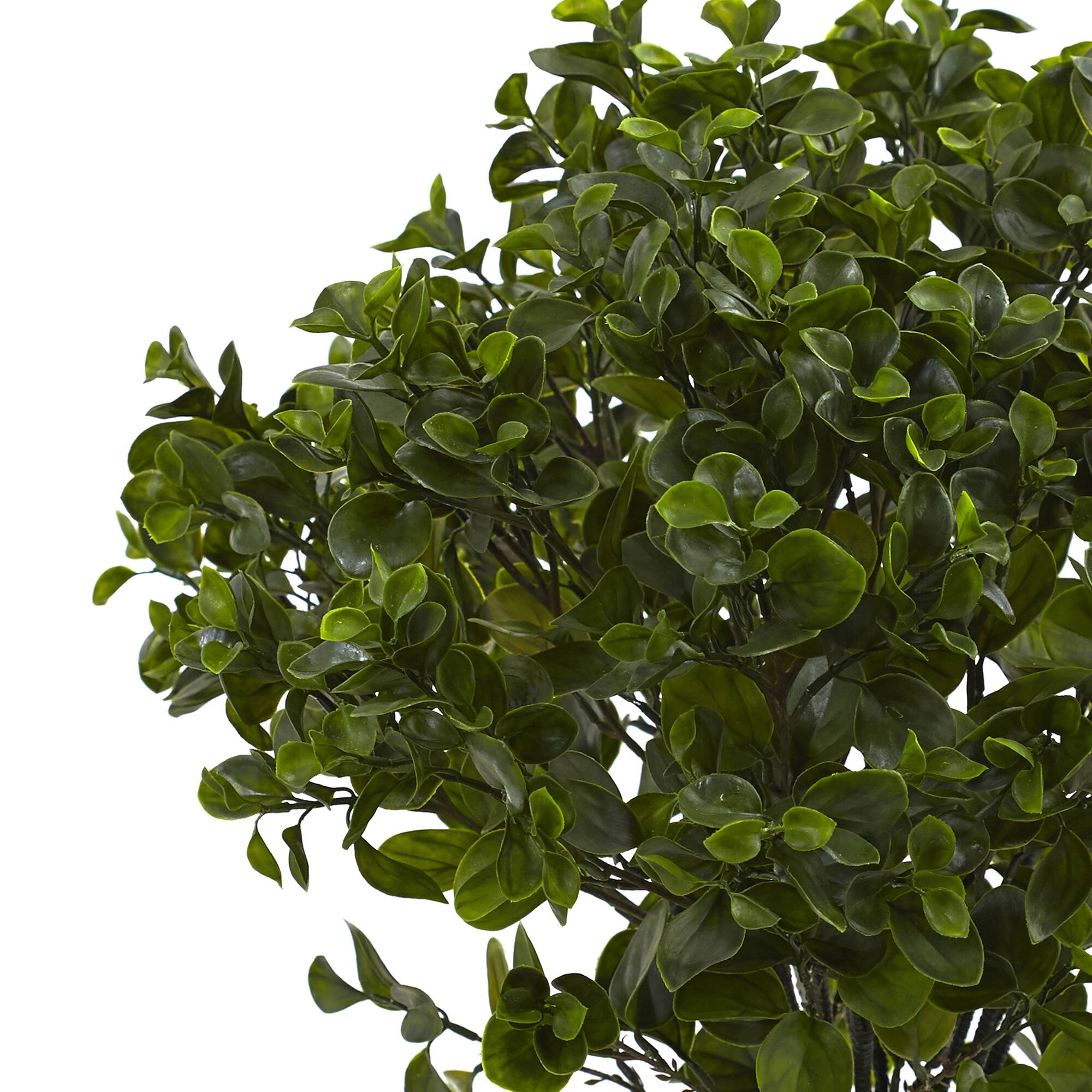 2.5ft. Potted Peperomia Plant